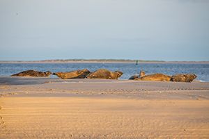 Seehunde auf der Sandbank vor dem Nordbad